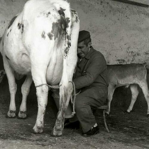Emilio Mellado ordeñando una vaca