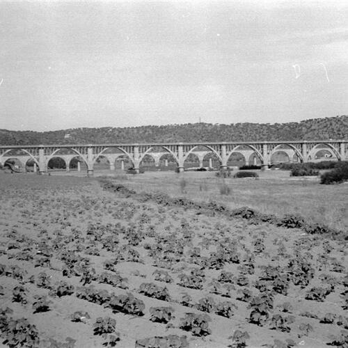 Campos de Algodon 1960