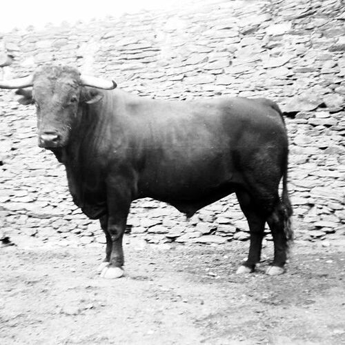 1963 Toro Toro