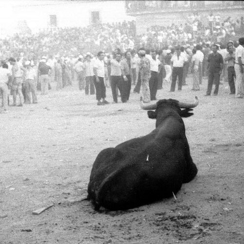 toros 1974