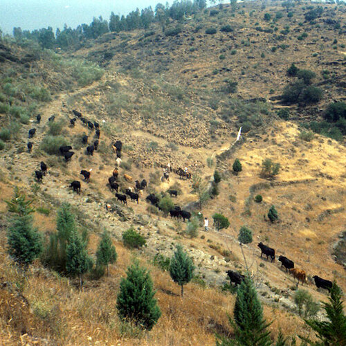 Cañada Real 1991