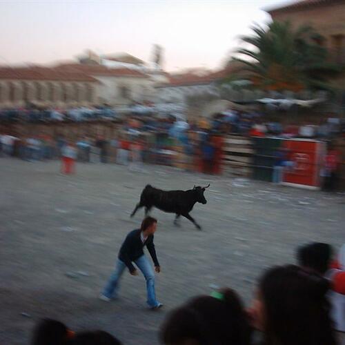 que velocidad lleva la vaca