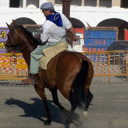 Los caballos de Garrovillas 2005