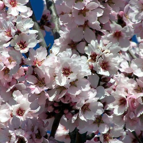 El 13 de febrero dia del Almendro en flor