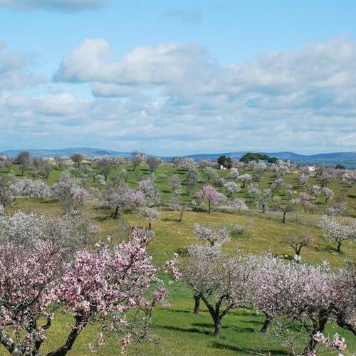 almendrales