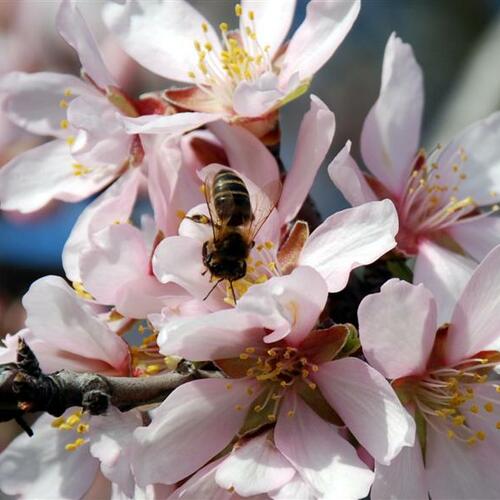 flor y abeja