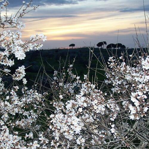 flores blancas