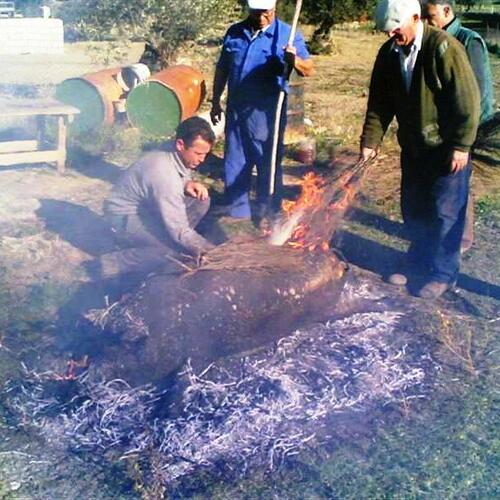 asandu el cochinu