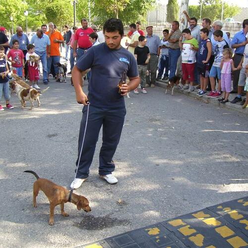 muestra de perros de caza