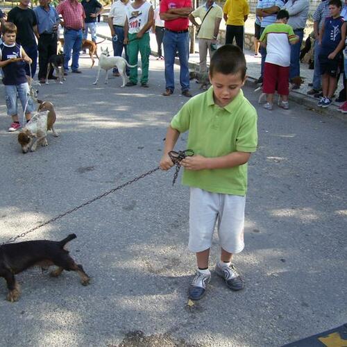 desfile canino