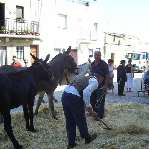 Preparandu la palva