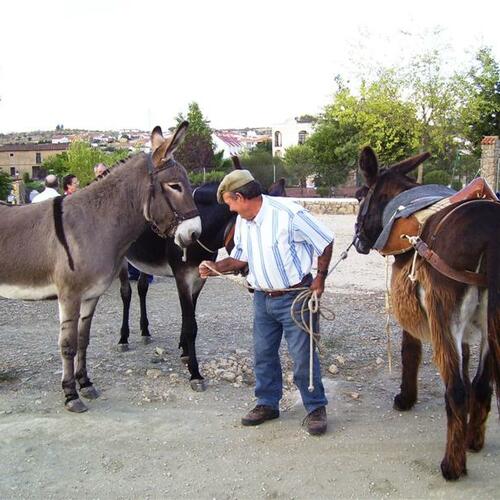 Lorenzo con los burros