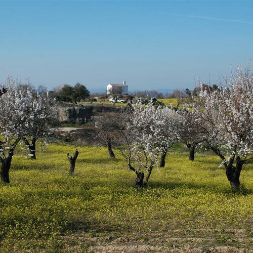 almendros2009 78