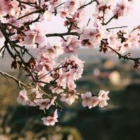 Concurso fotografico almendro en flor 10