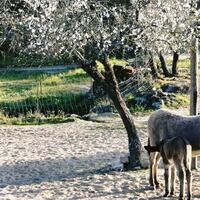 Concurso fotografico almendro en flor 11