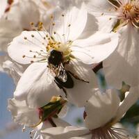 Concurso fotografico almendro en flor 12