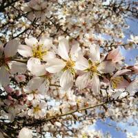 Concurso fotografico almendro en flor 18