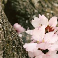 Concurso fotografico almendro en flor 20