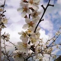 Concurso fotografico almendro en flor 22