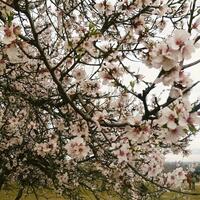 Concurso fotografico almendro en flor 28