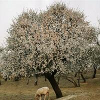 Concurso fotografico almendro en flor 5