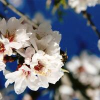 Concurso fotografico almendro en flor 7