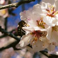 Concurso fotografico almendro en flor 8