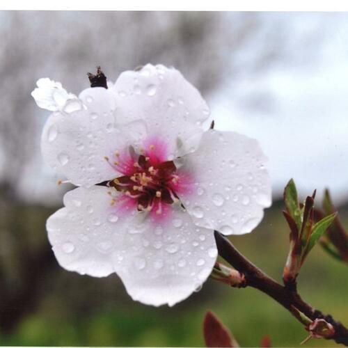 Flor de almendro bajo la lluvia