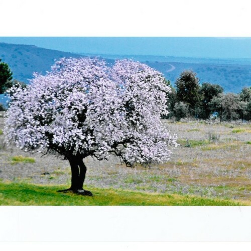 Fotografias almendro en flor 2014 1