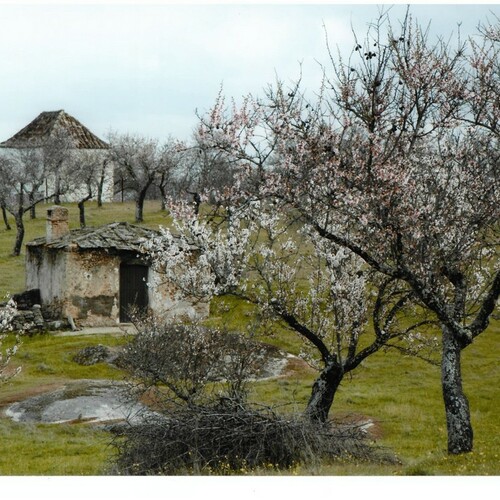 Fotografias almendro en flor 2014 13