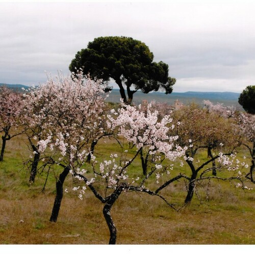 Fotografias almendro en flor 2014 18