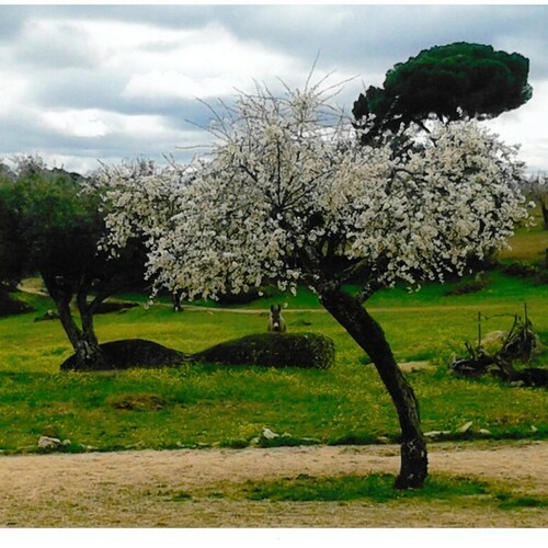 Fotografias almendro en flor 2014 26