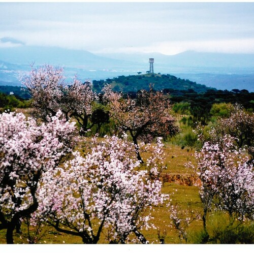 Fotografias almendro en flor 2014 3