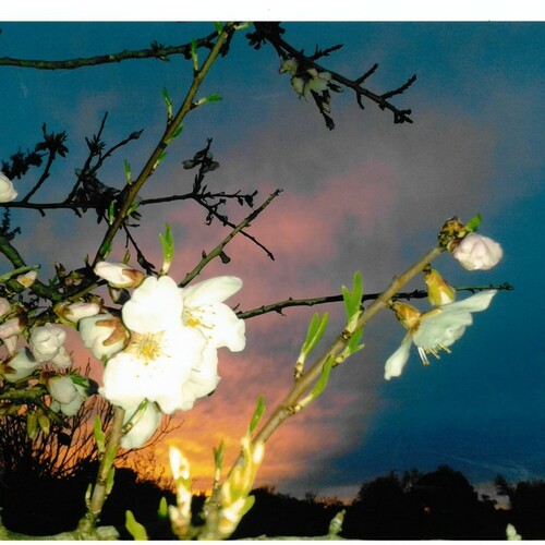 Fotografias almendro en flor 2014 33
