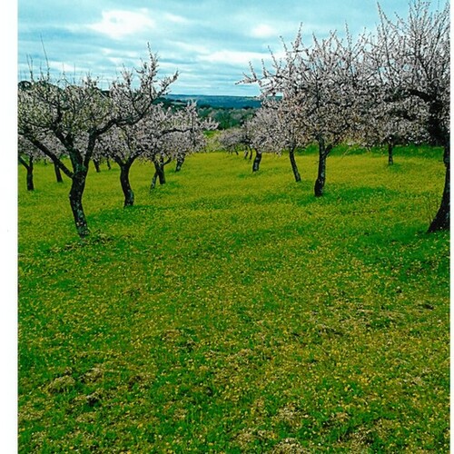 Fotografias almendro en flor 2014 35