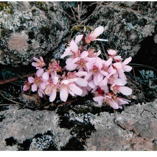 Fotografias almendro en flor 2014 37