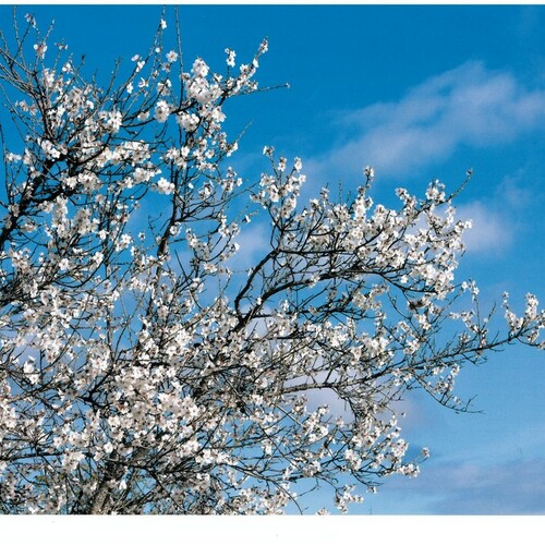 Fotografias almendro en flor 2014 5