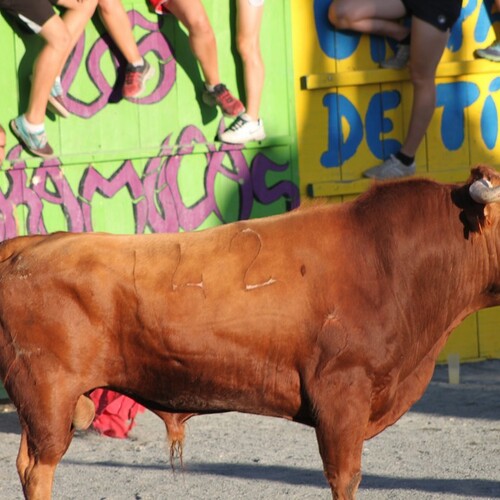 toros jueves 19 08 2016 48