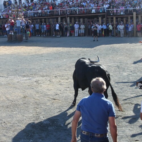 2022-toros-19-agosto-7