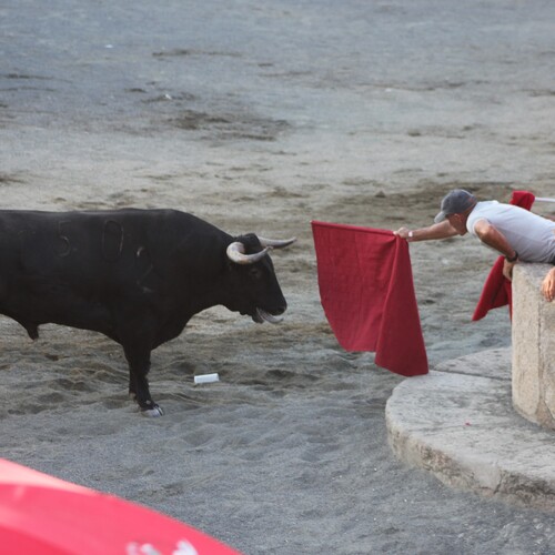 toros_2026__198