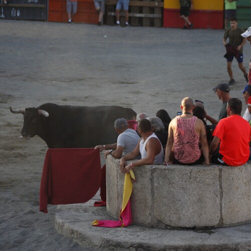 toros_2026__203