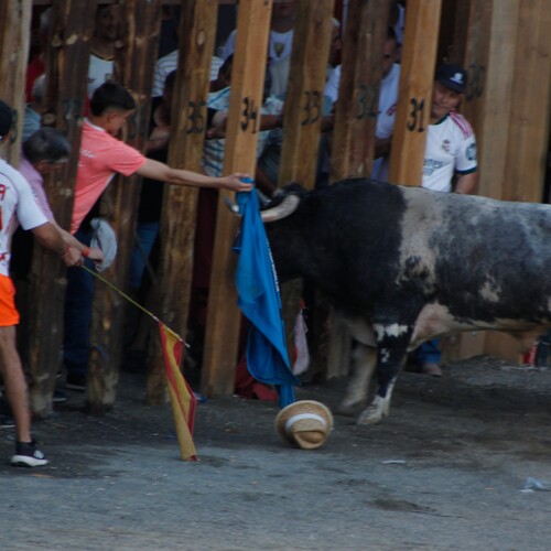 toros_2026__233