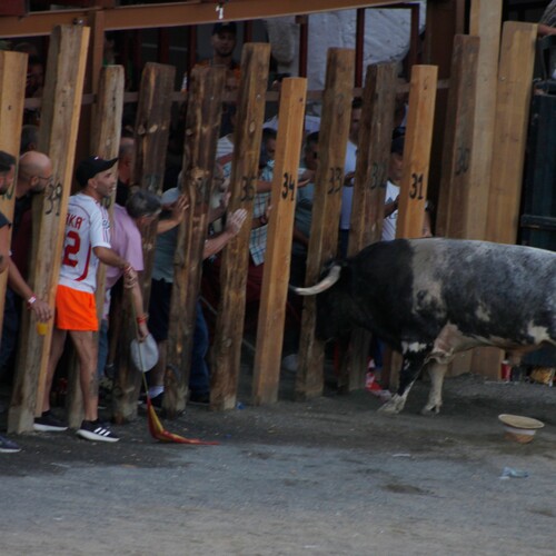 toros_2026__234