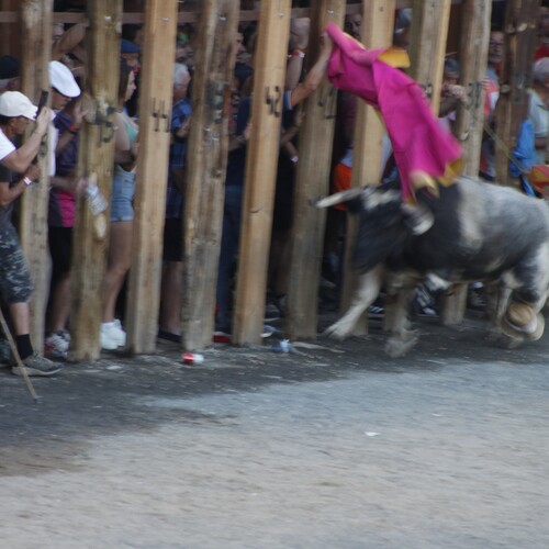 toros_2026__235