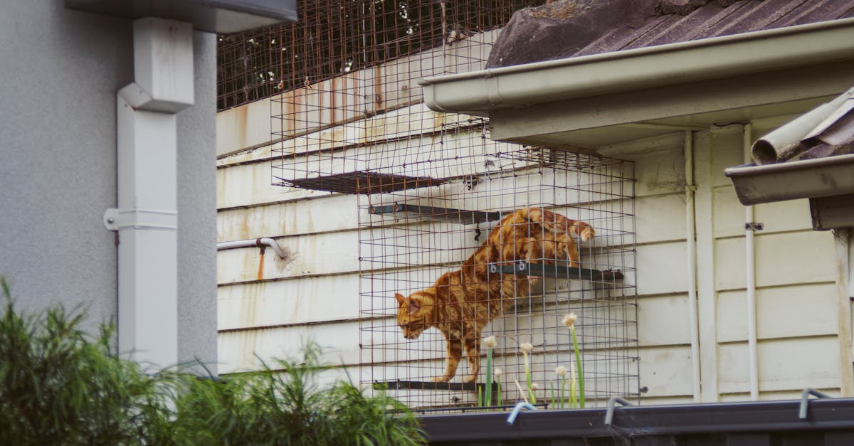 Asbestos Roof Removal Sydney