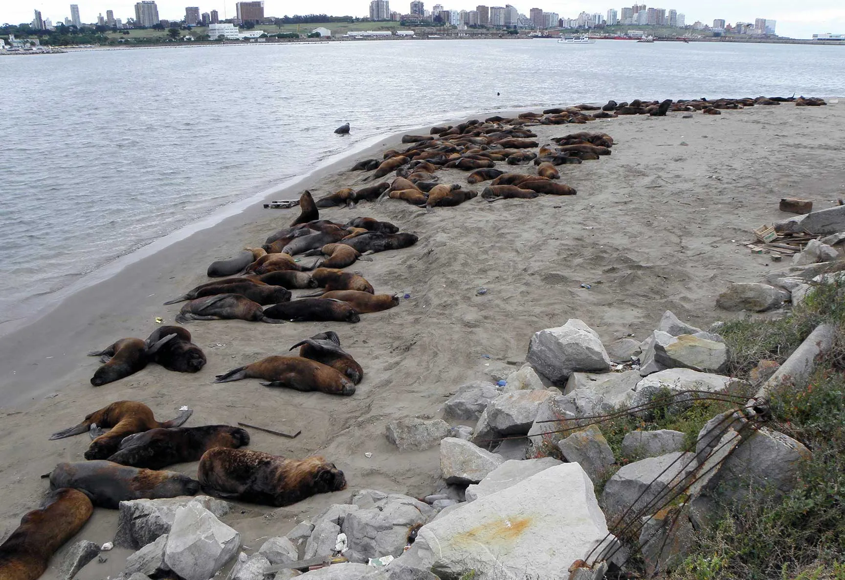 Reserva de Lobos Marinos