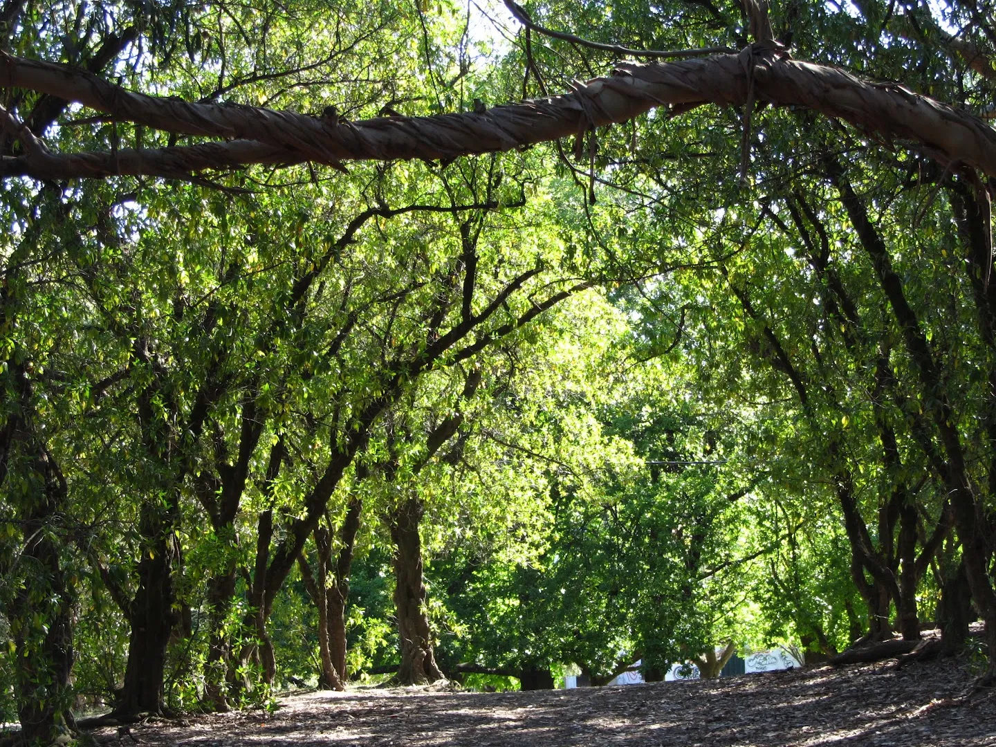 Parque Miguel Lillo