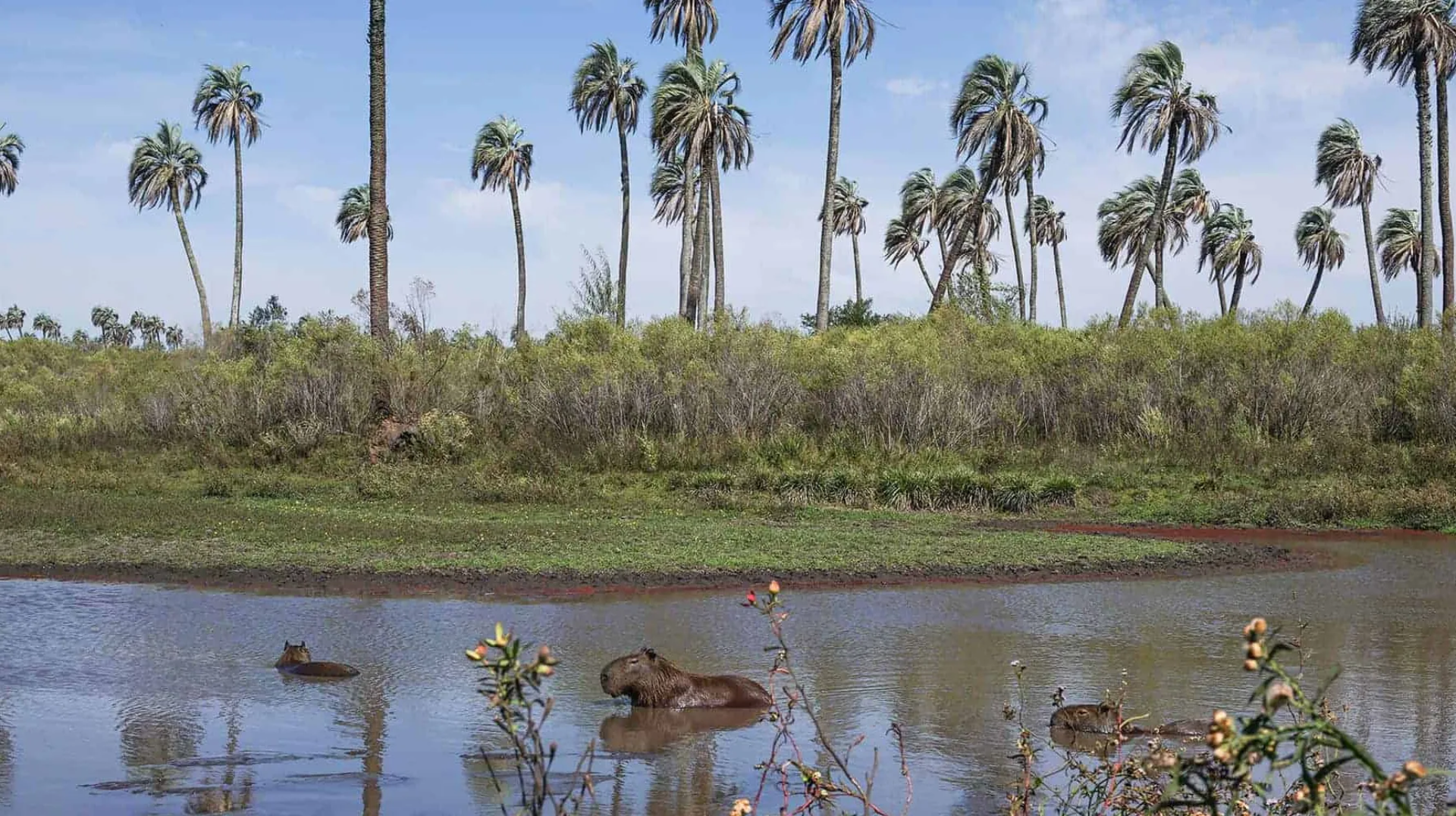 Parque Nacional El Palmar