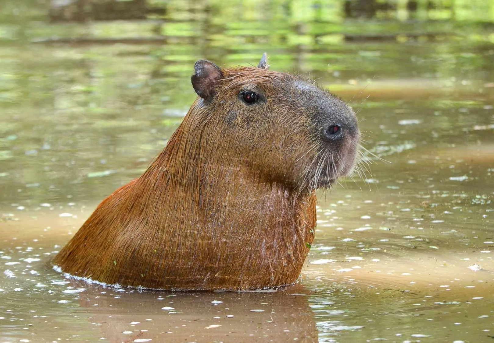 Reserva de Biosfera Laguna Oca del Río Paraguay