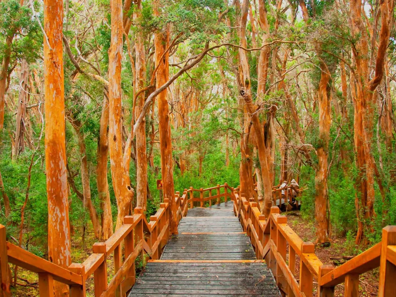 Parque Nacional Los Arrayanes